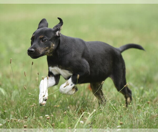 Medium Photo #3 Plott Hound-Unknown Mix Puppy For Sale in Mechanicsburg, PA, USA