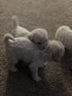Small Photo #50 Goldendoodle Puppy For Sale in VACAVILLE, CA, USA