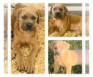 Cane Corso Puppy for sale in PINOLE, CA, USA