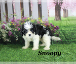 Small #16 Cavapoo