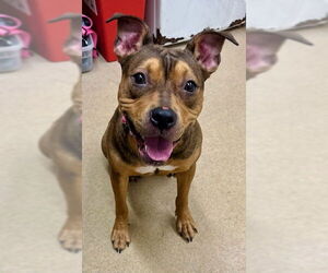 Chinese Shar-Pei-Rottweiler Mix Dogs for adoption in Derwood, MD, USA