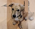 Small Photo #1 Labrador Retriever-Unknown Mix Puppy For Sale in Rockaway, NJ, USA