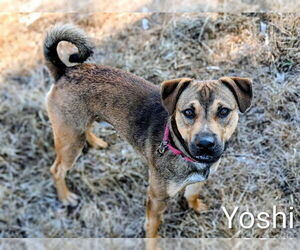 Medium German Shepherd Dog Mix