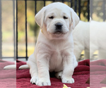 Small Photo #3 Labrador Retriever Puppy For Sale in GLENDALE, CA, USA