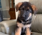 Puppy 2 German Shepherd Dog
