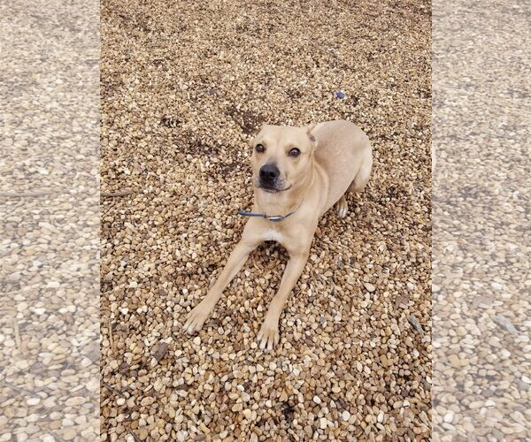 Medium Photo #5 Labrador Retriever-Unknown Mix Puppy For Sale in Mooresville, NC, USA