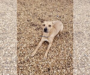 Crosby - Female Labrador Retriever-Unknown Mix Dog for Adoption - Photo #5