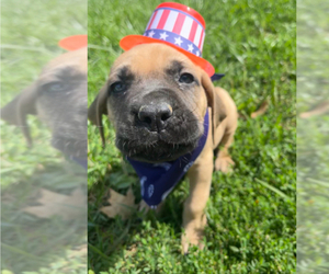 Mastiff Puppy for sale in WILMINGTON, OH, USA