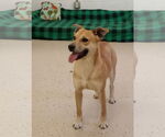 Small #1 Rat Terrier Mix