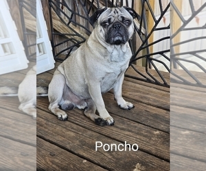 Father of the Pug puppies born on 06/09/2025