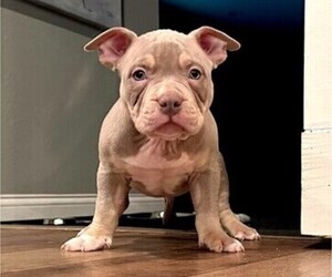 American Bully Puppy for sale in HOWE, TX, USA