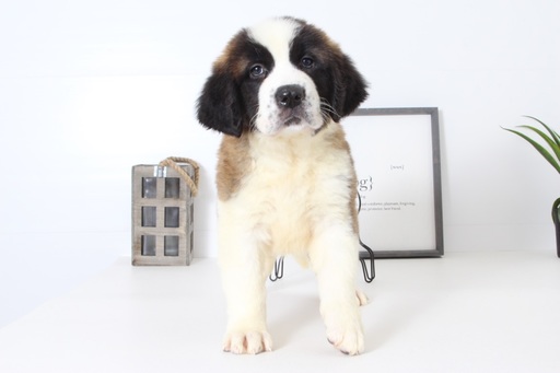 Medium Photo #1 Saint Bernard Puppy For Sale in NAPLES, FL, USA
