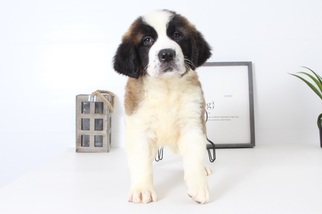 Saint Bernard Puppy for sale in NAPLES, FL, USA