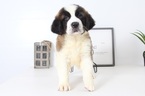 Small Photo #1 Saint Bernard Puppy For Sale in NAPLES, FL, USA