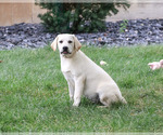 Whitney - Female Labrador Retriever Puppy for Sale - Photo #5
