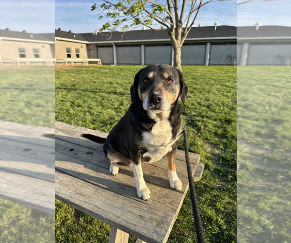 Medium Photo #5 Labbe Puppy For Sale in Evansville, IN, USA