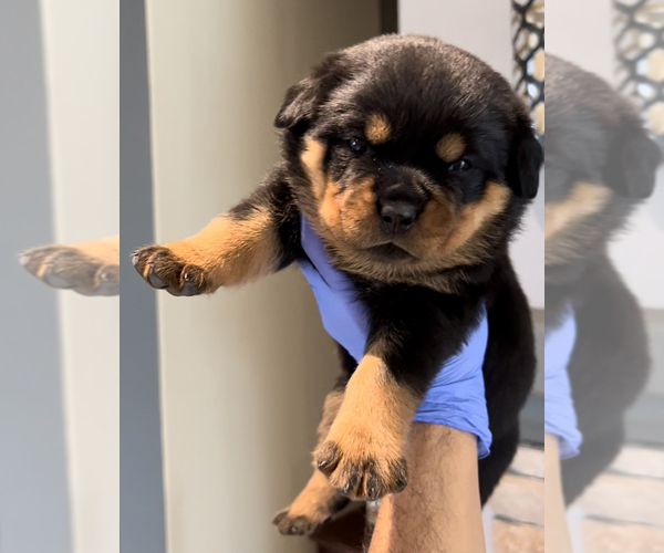 Full screen Photo #9 Rottweiler Puppy For Sale in FONTANA, CA, USA