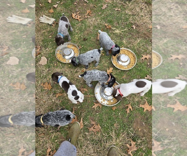 Medium Photo #4 German Shorthaired Pointer Puppy For Sale in GIVEN, WV, USA