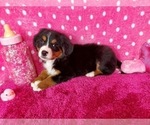 Small Photo #10 Bernese Mountain Dog Puppy For Sale in BLACK FOREST, CO, USA
