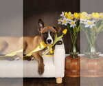 Small #1 American Staffordshire Terrier Mix