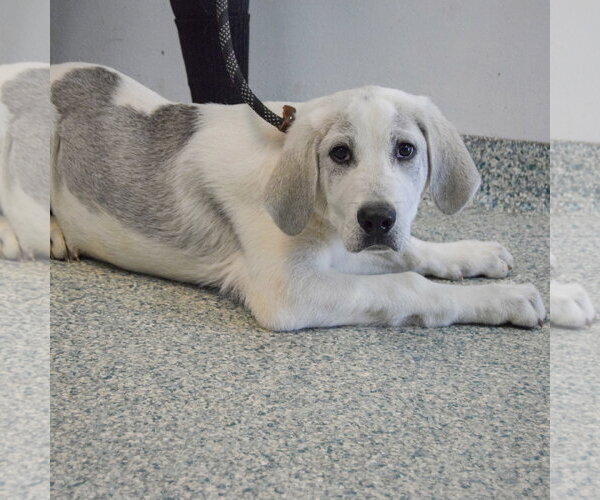 Medium Photo #3 Great Pyredane Puppy For Sale in Huntley, IL, USA