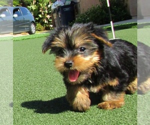 Yorkshire Terrier Puppy for sale in MONMOUTH JUNCTION, NJ, USA