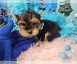 Small #2 Yorkshire Terrier