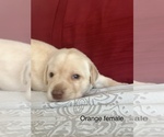 Small Photo #9 Labrador Retriever Puppy For Sale in INVERNESS, FL, USA