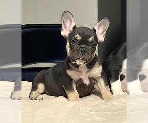 French Bulldog Puppy for sale in AUSTIN, TX, USA