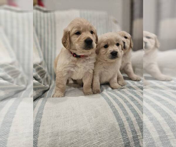 Medium Photo #9 English Cream Golden Retriever Puppy For Sale in SACRAMENTO, CA, USA