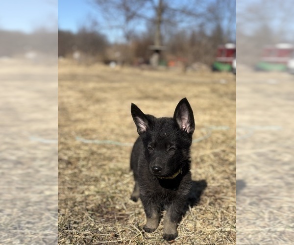 Medium Photo #4 German Shepherd Dog Puppy For Sale in SUMPTER TWP, MI, USA
