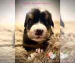 Small Photo #3 Bernese Mountain Dog Puppy For Sale in CLINTON, MO, USA