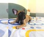 Small Photo #1 French Bulldog Puppy For Sale in BAY VIEW, WI, USA