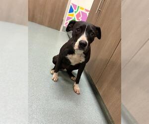 Labrador Retriever Dogs for adoption in Baytown, TX, USA