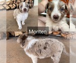 Puppy Monten Australian Shepherd