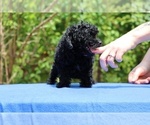 Small #19 Poodle (Toy)
