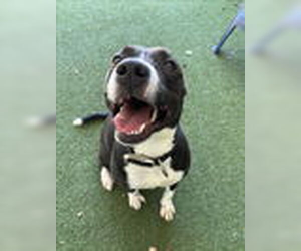 Medium Photo #1 American Pit Bull Terrier Puppy For Sale in Woodland, CA, USA