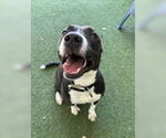 Small American Pit Bull Terrier