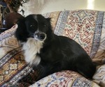 Small Photo #1 Chiranian Puppy For Sale in AGUANGA, CA, USA