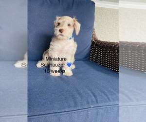 Schnauzer (Miniature) Puppy for sale in KISSIMMEE, FL, USA