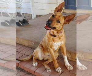 Mutt Dogs for adoption in San Angelo, TX, USA