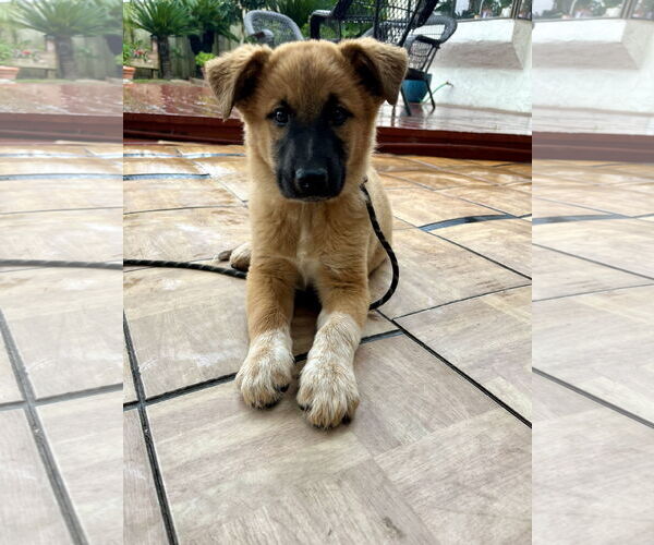 Medium Photo #2 Border Collie Puppy For Sale in Menifee, CA, USA