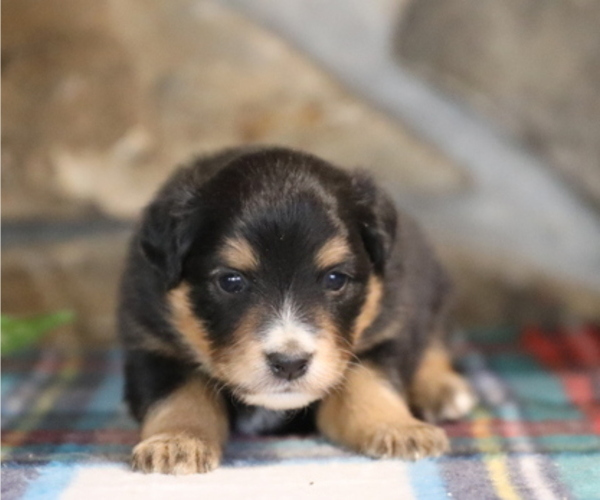 Medium Photo #9 Miniature Australian Shepherd Puppy For Sale in WESTFIELD, MA, USA
