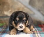 Small Photo #9 Miniature Australian Shepherd Puppy For Sale in WESTFIELD, MA, USA
