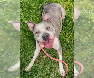 American Pit Bull Terrier-Unknown Mix Dogs for adoption in Sacramento, CA, USA
