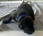 Small #28 Cane Corso