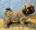 Small Photo #2 Shih Tzu Puppy For Sale in PARSONS, KS, USA