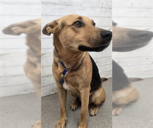 German Shepherd Dog Dogs for adoption in San Bernardino, CA, USA