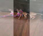 Small #1 Labrador Retriever Mix