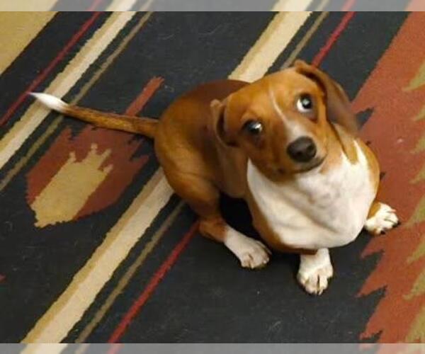 Medium Photo #1 Dachshund Puppy For Sale in Los Angeles, CA, USA